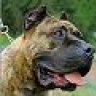 PresaCanario(K9)
