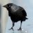 Edgar A. Poe