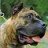 PresaCanario(K9)